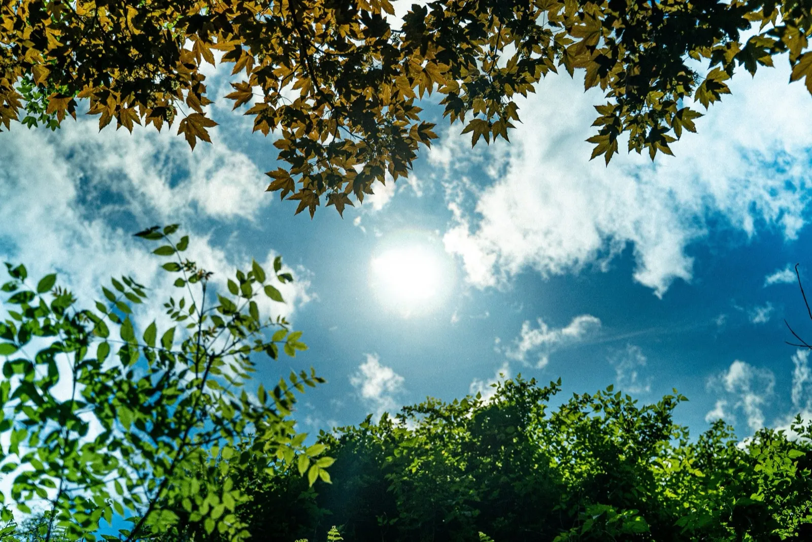 Why is Vitamin D important for fertility?